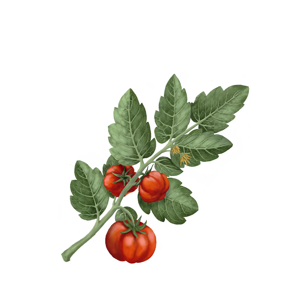Tomato Scented Candle - Image 2